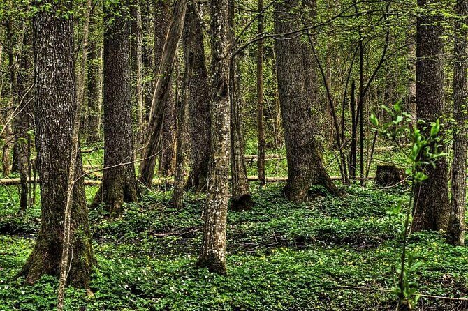 Bialowieza National Park Small Group Tour from Warsaw with Lunch included - Key things you’ll notice on this Bialowieza day trip