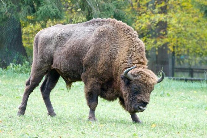Bialowieza National Park Small Group Tour from Warsaw with Lunch included - Bialowieza National Park from Warsaw: a long day, with a clear purpose