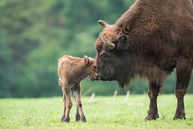 Bialowieza National Park Small Group Tour from Warsaw with Lunch included - Lunch included: pierogi and water, simple but timed right