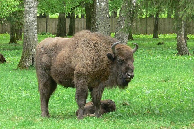 Bialowieza National Park Small Group Tour from Warsaw with Lunch included - Stop 1: Strict Protection Reserve—where the guide turns trees into clues