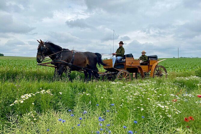 Country and Castle Tours by Carriage - Studniska’s Historic Buildings: Walking Time That Actually Feels Relaxed