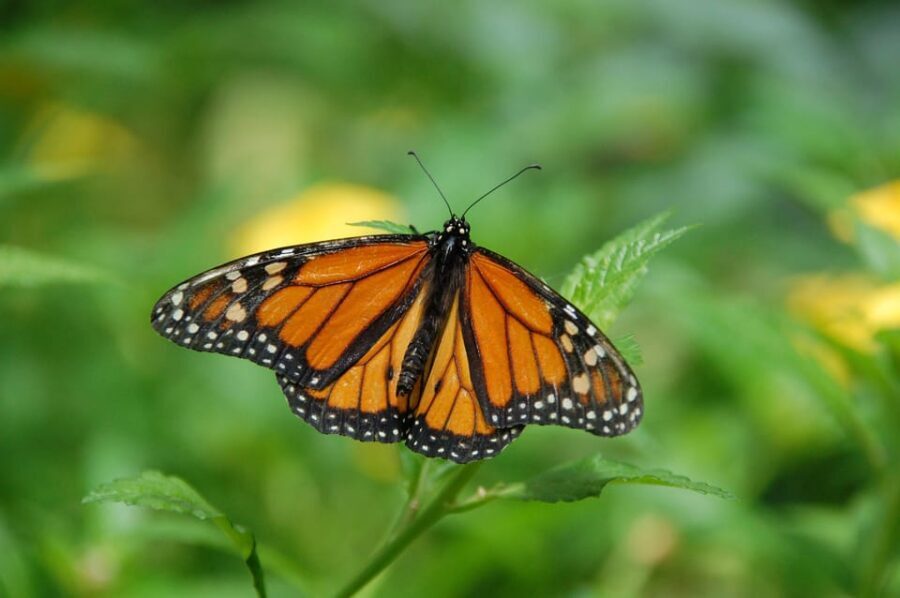 Cracow: 4 Mazes and Living Butterfly Museum Entry Ticket - Key Highlights You’ll Actually Feel