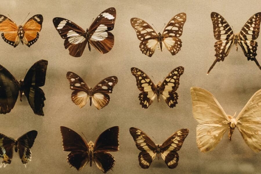 Cracow: 4 Mazes and Living Butterfly Museum Entry Ticket - Living Butterfly Museum: Quiet Curiosity After the Chaos