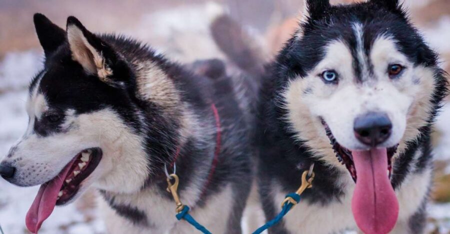 From Krakow: Dogsled Ride in Tatra Mountain - Key takeaways before you book