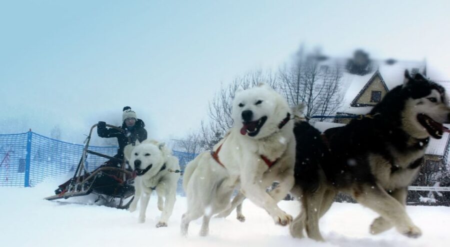 From Krakow: Dogsled Ride in Tatra Mountain - What went really well (and what to watch out for)