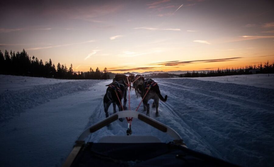 From Krakow: Dogsled Ride in Tatra Mountain - Mushing briefing and equipment prep: the hands-on part that makes you feel in control