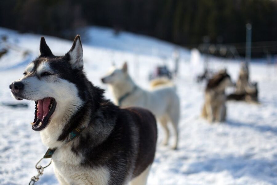 From Krakow: Dogsled Ride in Tatra Mountain - The dogsled ride: 2 kilometers of adrenaline, not a long expedition