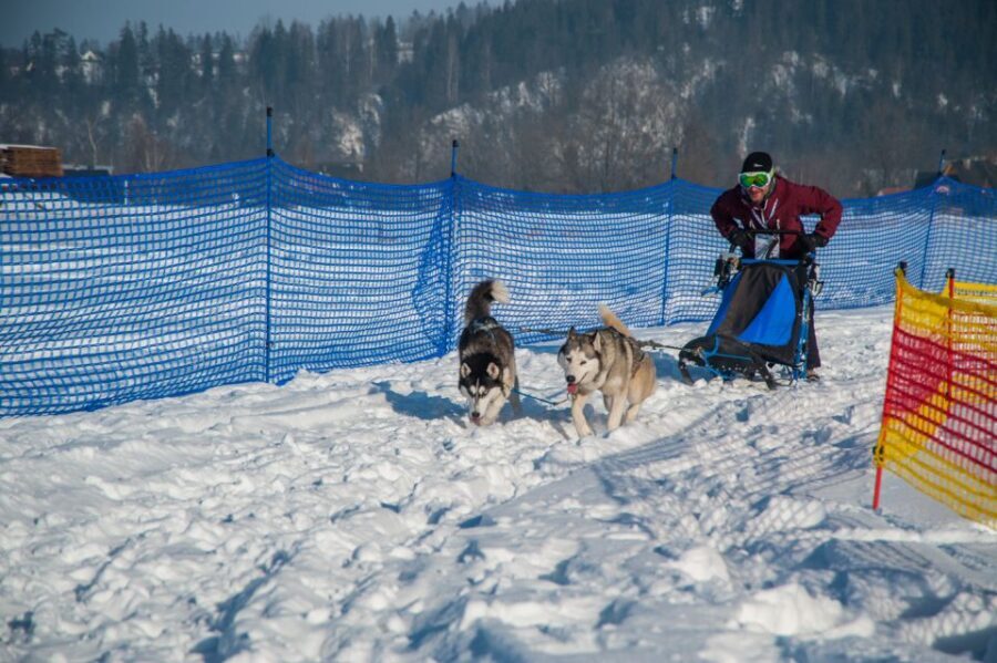 From Krakow: Dogsled Ride in Tatra Mountain - Price and value: is $391 per person reasonable?