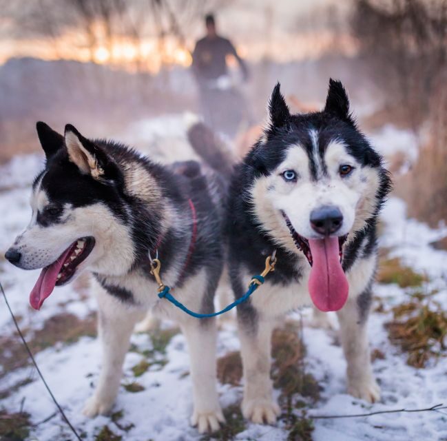 From Krakow: Dogsled Ride in Tatra Mountain - The husky reserve: the part that turns a ride into a real animal encounter