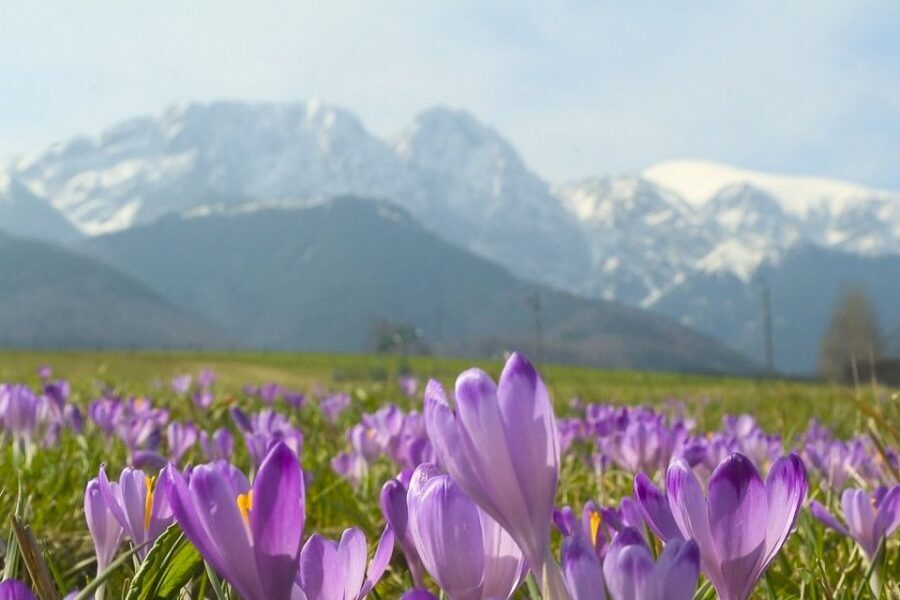 From Krakow: Full-Day Tour of Zakopane and Tatra Mountains - Peksowy Brzyzek Cemetery and the Wooden Church