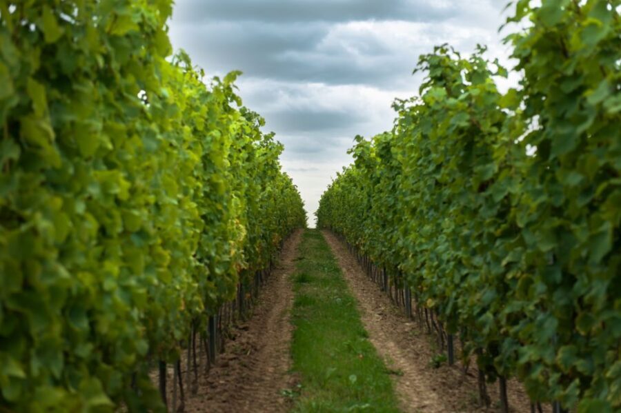 From Krakow: Wine Tasting at Vineyard - Should you book this Krakow wine tasting?
