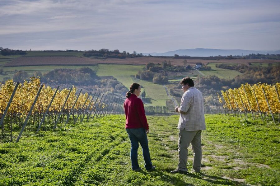 From Krakow: Wine Tasting at Vineyard - The vineyard stroll: what you should look for while you walk