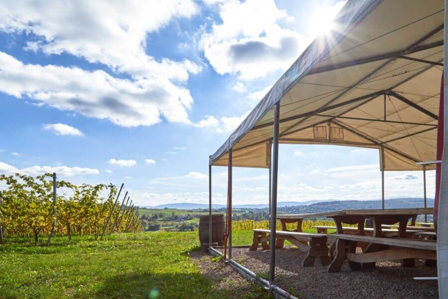 From Krakow: Wine Tasting at Vineyard - Snacks and pairings: add-ons you should budget for