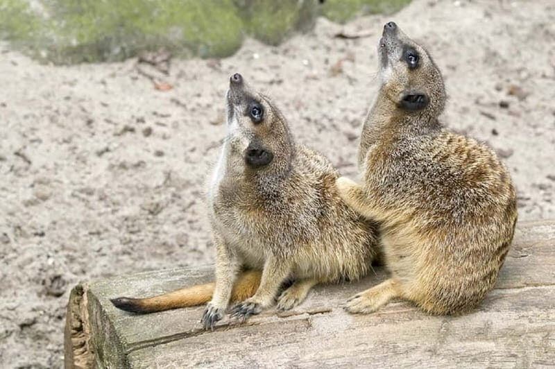 From Krakow: Zoo Trip with Private Luxury Transfer - Wolski Forest: The Setting That Makes the Zoo Feel Less Rushed