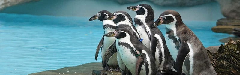 From Krakow: Zoo Trip with Private Luxury Transfer - The 150-Minute Structure: Pickup, Walk, Zoo Time, Return