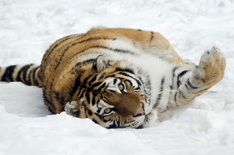 From Krakow: Zoo Trip with Private Luxury Transfer - Skip-the-Line Tickets and the Little Things That Matter