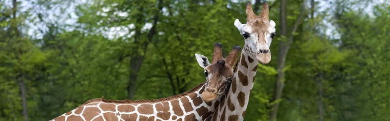 From Krakow: Zoo Trip with Private Luxury Transfer - Who This Zoo Trip Suits Best (and Who Might Reconsider)