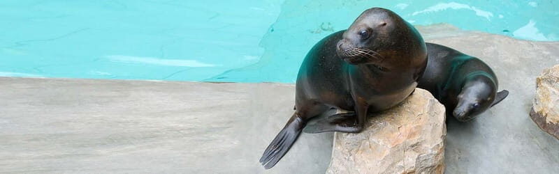 From Krakow: Zoo Trip with Private Luxury Transfer - A Balanced Take on Animal Welfare and Zoo Quality