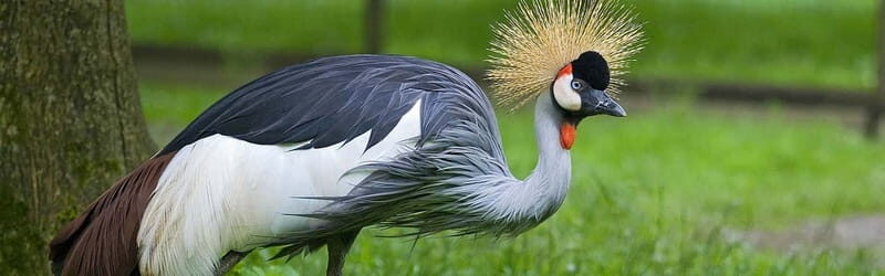 From Krakow: Zoo Trip with Private Luxury Transfer - What to Bring for a Comfortable Wolski Forest Day