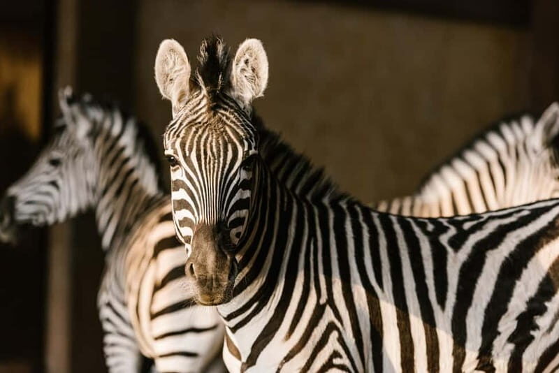 From Krakow: Zoo Trip with Private Luxury Transfer - What You’ll See: 270 Species and Real Conservation Messaging
