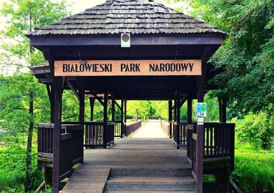 From Warsaw: Small-Group Tour to Bialowieza National Park - The 3-hour strictly protected primeval forest walk