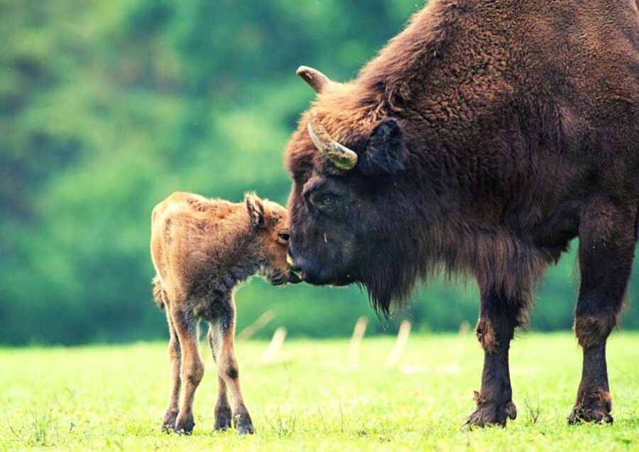 From Warsaw: Small-Group Tour to Bialowieza National Park - Price and value: what $399 buys on this kind of day