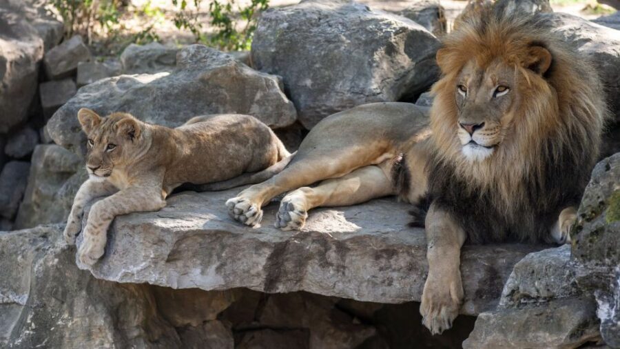 Gdansk: Oliwa Zoo with Tickets and Roundtrip Transportation - Oliwa Zoo in Tricity Landscape Park: the setting and what it means for your feet