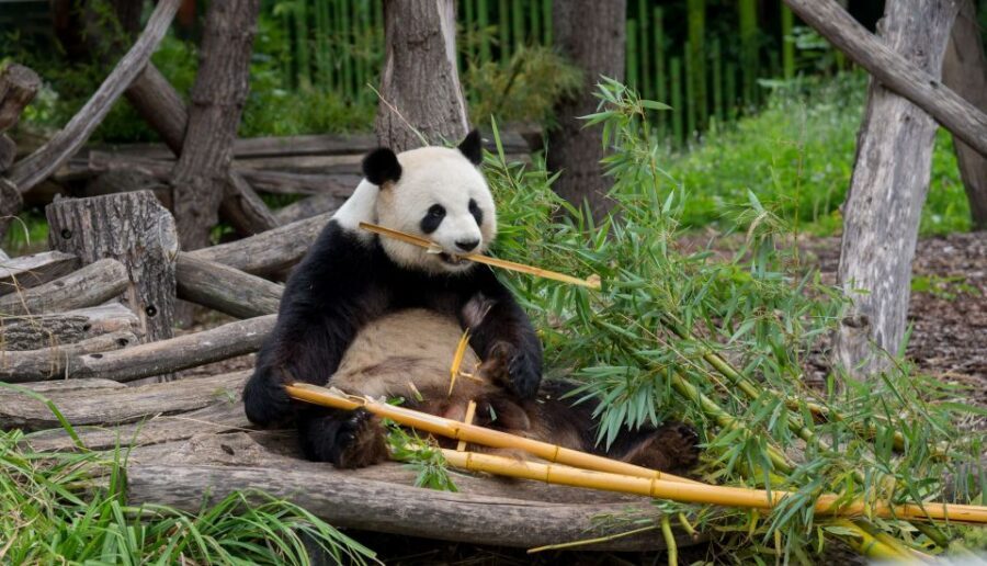 Gdansk: Oliwa Zoo with Tickets and Roundtrip Transportation - How the 5-hour visit works, and how to use it well