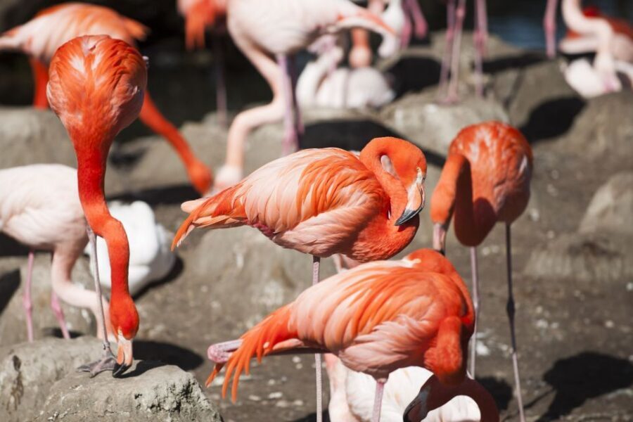 Gdansk: Oliwa Zoo with Tickets and Roundtrip Transportation - Price and value: is $95 per person fair for what you get?