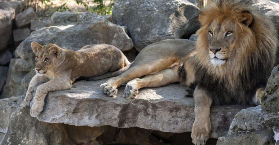 Gdansk: Oliwa Zoo with Tickets and Roundtrip Transportation - Skip-the-line entry: what it saves you, beyond minutes