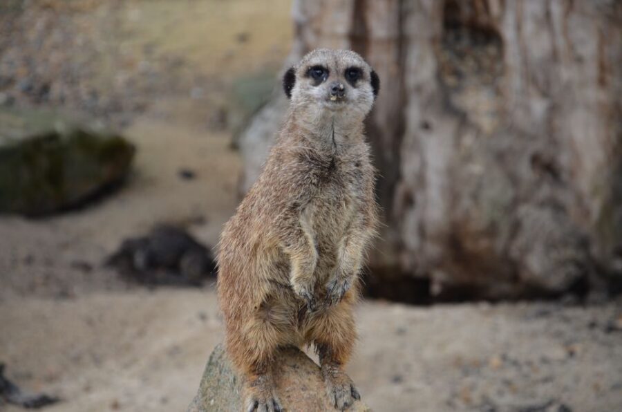 Krakow: Zoo Visit with Hotel Pickup & Drop-Off - Key things that make this Kraków Zoo day work
