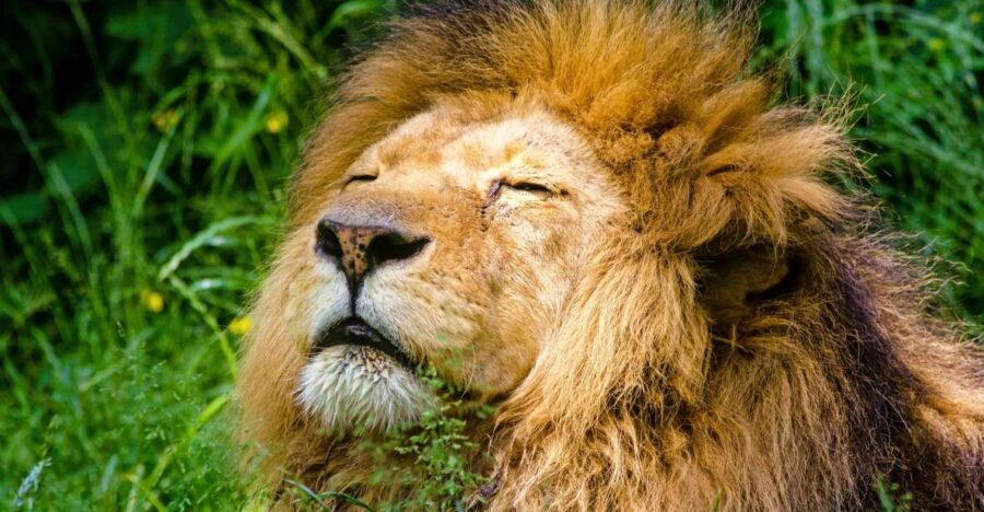 Krakow: Zoo Visit with Hotel Pickup & Drop-Off - Hotel Pickup, WhatsApp Timing, and Express Security