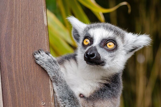 Krakow: Zoo with Hotel Transfer - Pickup Timing: What to Expect from 8:30 and On