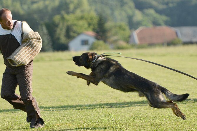 stag dog chase Krakow prank - Key points before you book