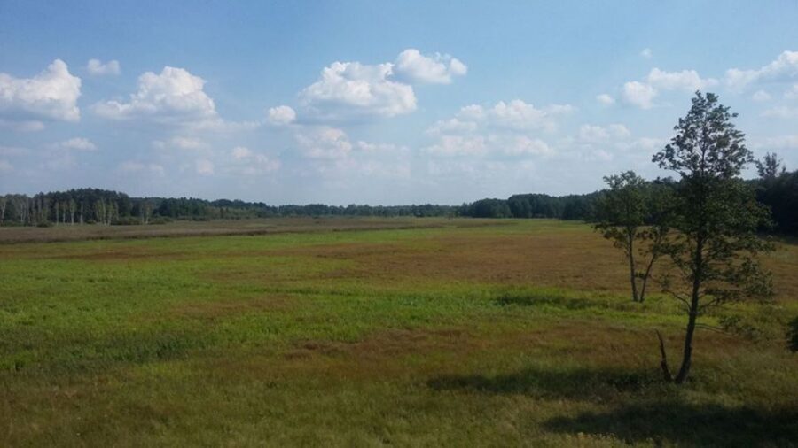 Warsaw: Bialowieza National Park and European Bison Tour - Key Things You’ll Enjoy Most
