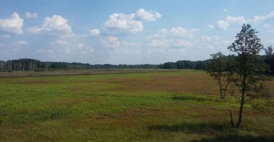 Warsaw: Bialowieza National Park and European Bison Tour - Primeval Forest Outside Warsaw: Why This Day Trip Matters