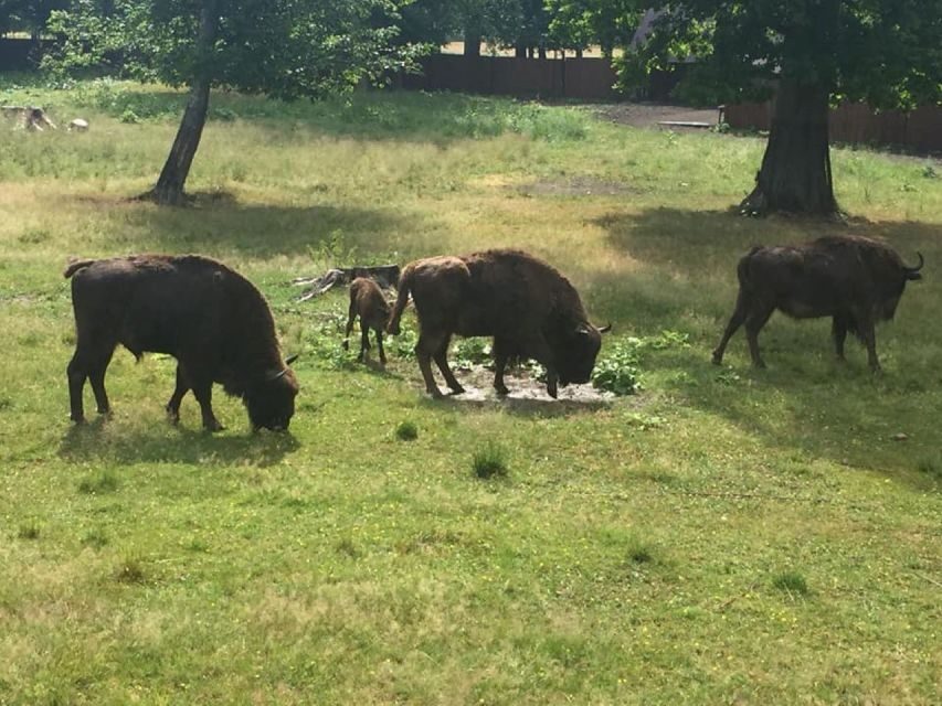 Warsaw: Bialowieza National Park and European Bison Tour - Warsaw Pickup and the Ride into Białowieża Village