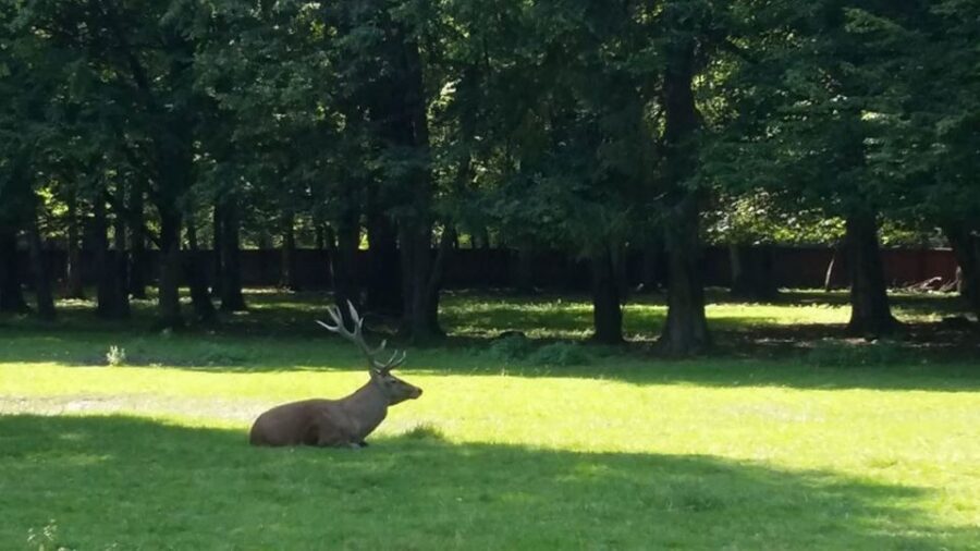 Warsaw: Bialowieza National Park and European Bison Tour - European Bison Reserve: What You’re Actually Hoping to See