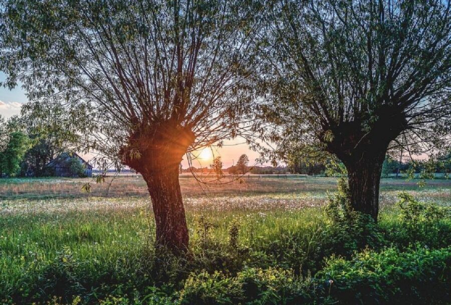 Warsaw: Half-Day Private Chopin Tour to Zelazowa Wola - A half-day plan that links two Chopin worlds