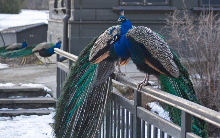 Warsaw Zoo Skip-the-Line Entry Ticket with Private Transport - Warsaw Zoo in a Single, Low-Stress 5-Hour Block