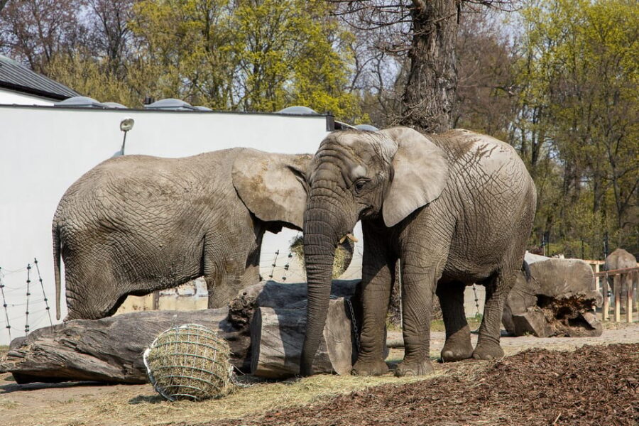 Warsaw Zoo Skip-the-Line Entry Ticket with Private Transport - What You’ll See: Bongo Antelopes, Pygmy Hippos, and More