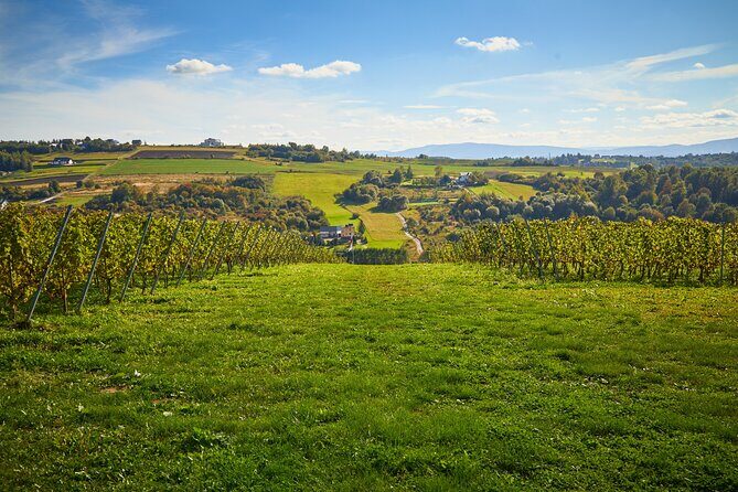 Wieliczka Vineyard: Wine tasting with local snacks - The 10:00 am flow: vine walk, picnic tent tasting, and a short learning session