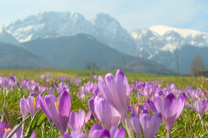 Zakopane and Tatras Mountains Day Tour from Krakow - Zakopane on your own: architecture, Witkacy details, and a lunch-friendly pace
