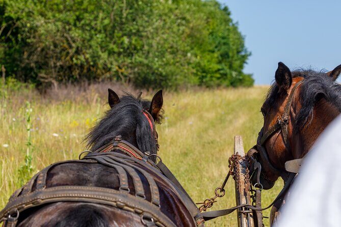 Zakopane Horse-Drawn Rides with Local Guide and Food Tasting - Bonfire regional food and liqueur tastings you’ll remember