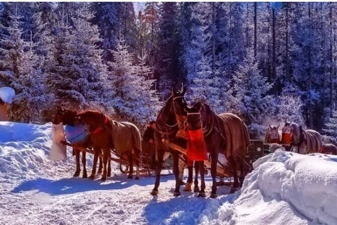 Zakopane Sleigh Ride in Tatra Mountains - Chochołowska Valley in Winter: what makes this sleigh ride work